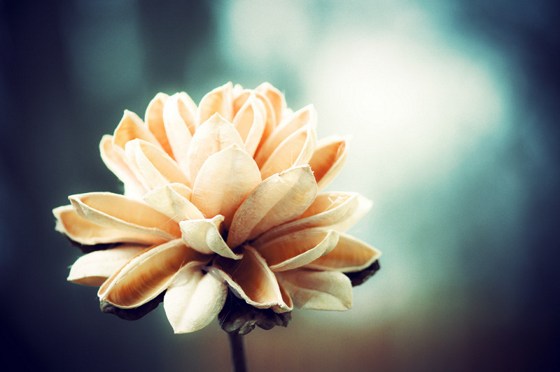 本来都是佛，现在为什么是众生呢