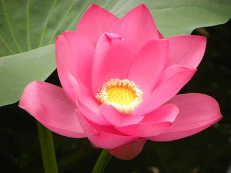 信愿具足者，则万修万人去