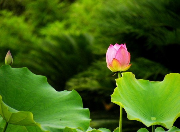 关于宋儒辟驳因果轮回