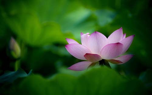 观音菩萨随类现身满彼所愿