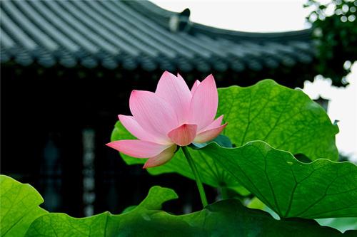 幸遇大乘诸经，方知衣珠固在，佛性仍存