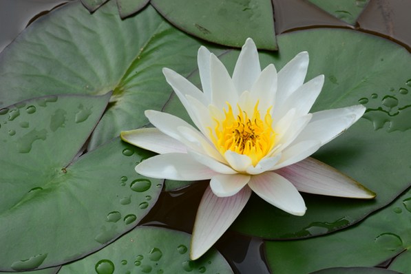 愿将娑婆三千界，尽种西方九品莲