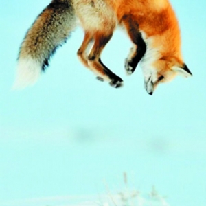 江西一寺庙发生奇事：一只狐狸化身人形每日上殿听经