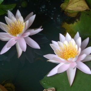 不侵犯他人妇女，能得五种善报