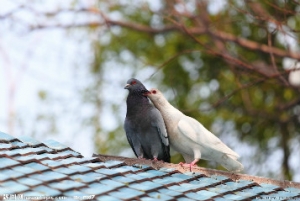 美丽王后的前世今生