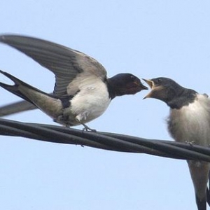 六道之中，情难长久