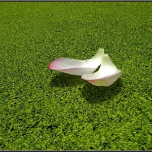 在家居士的婚姻观