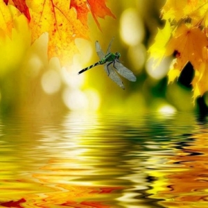 徐志摩对婚姻轻率的行为与结果