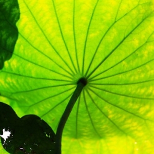 大迦叶尊者与妙贤女