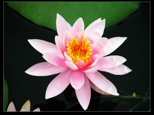 而今念佛，念念要断这爱根