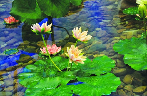 家庭助念，让姥姥那朵莲华盛开