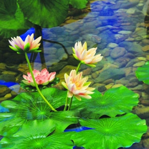 家庭助念，让姥姥那朵莲华盛开