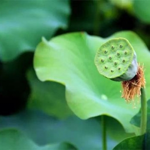 「一日夫妻百日恩」有何含义