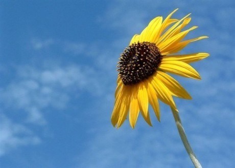 痛苦源于执着，放下产生快乐