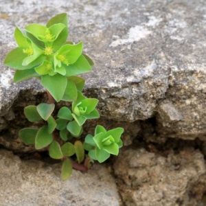 内心安详即大富之业