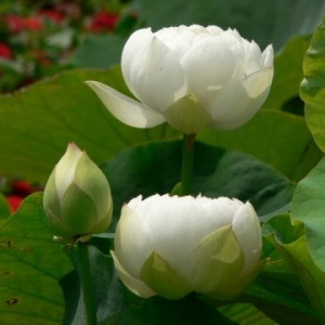 碰到这些人，应当在财施中加上法施