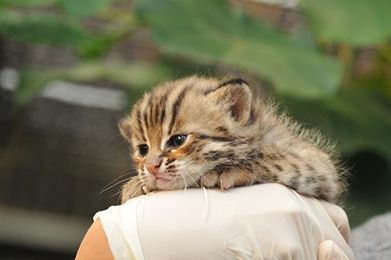 佛家怎样看赌博