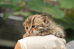 佛家怎样看赌博