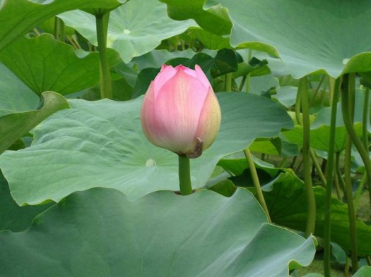 不要攀缘，要远离名利，老实念佛