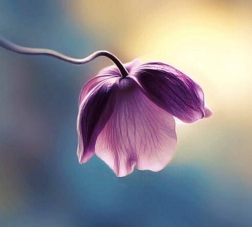 无我空性的教理如何运用于实修中