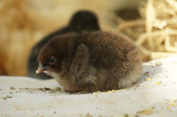 衣食之中无道心