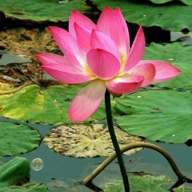 若能做到这三种法，现生证二果