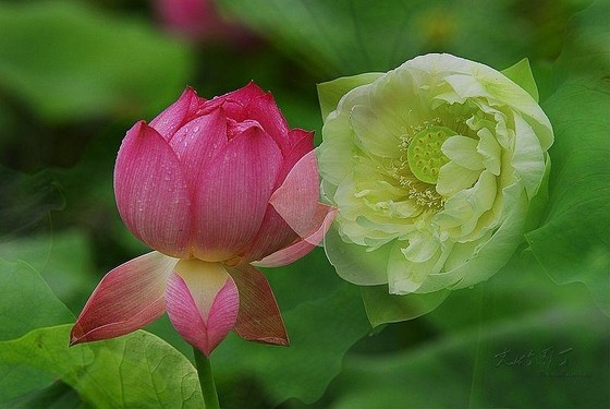 具此三心者，必生极乐国