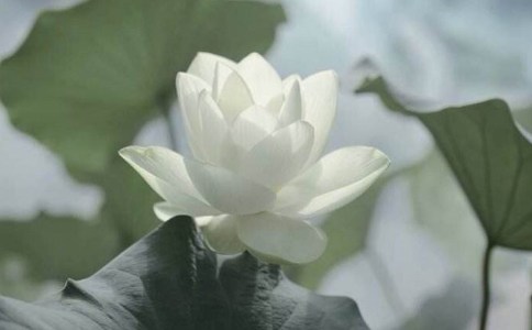 六个步骤降伏自心烦恼