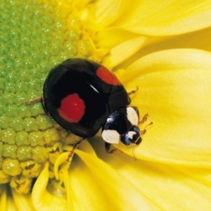 本色而脱俗是一种魅力