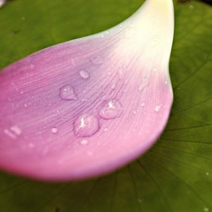 我们应当如何正确理解和求加持