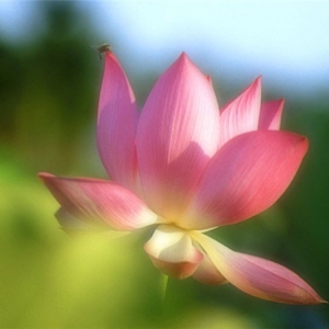 大黑猫往生奇缘记