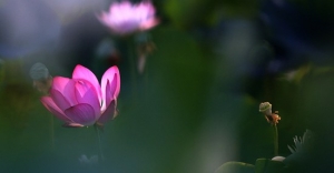 感应道交的先决条件