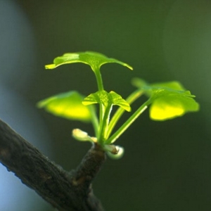 圣安法师与虚云老和尚朝山奇事