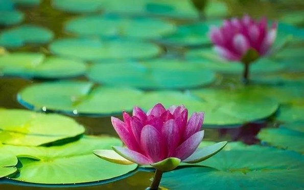 真正的布施，要达到无私奉献