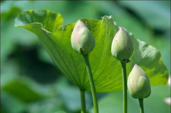 药师佛国与西方无异，何须定愿西方净土