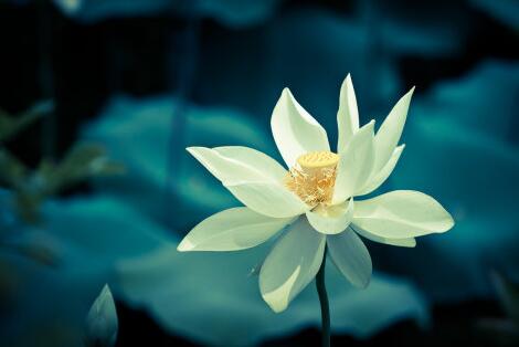 遵式大师：校量念佛功德说